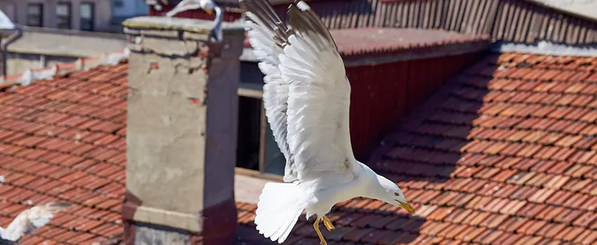 Residential Chimney Animal Removal Solution in Xenia, OH
